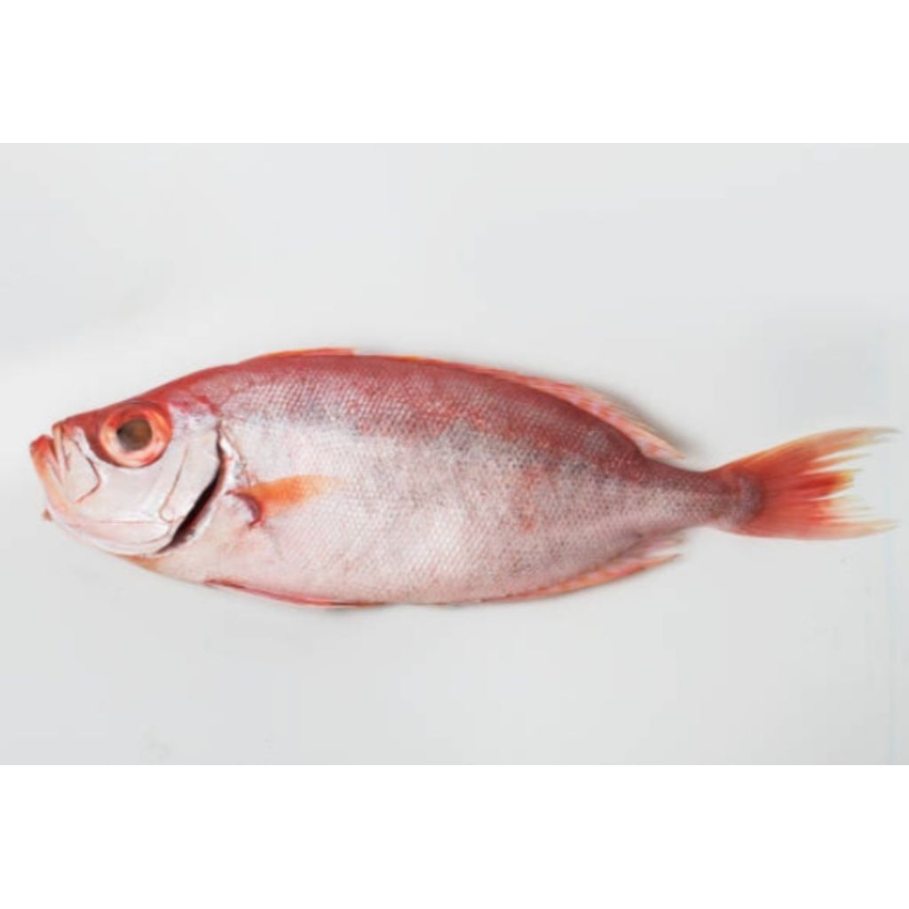 

Ikan/Matagoyang/Merah/Fresh1kg/Segar