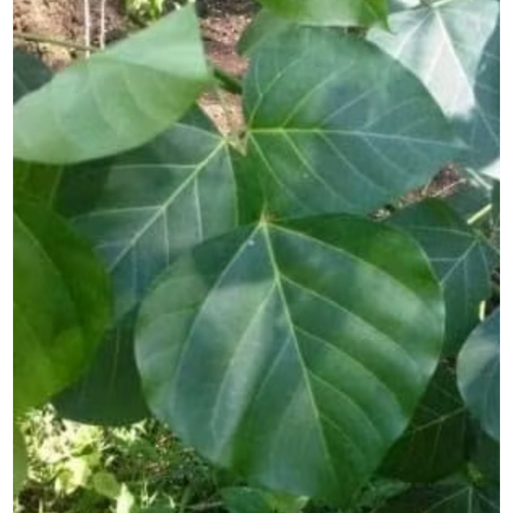 

DAUN DADAP 50 PCS,. dadap minyak (Sunda), dadap lisah (Jawa), dadap licin (Lampung), dan theutheuk oleng (Madura)