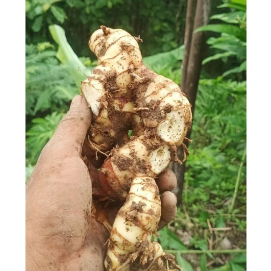 

1 kg Lengkuas Putih/ 500 gram Laos Segar/ Laja (Sunda) Segar Alami