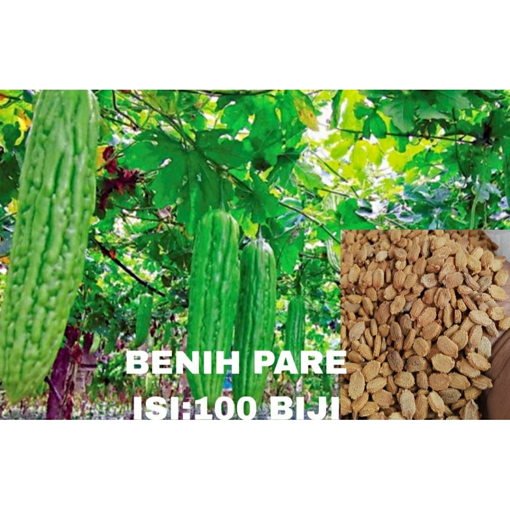 

100>biji pare(pare lokal)berkualitas