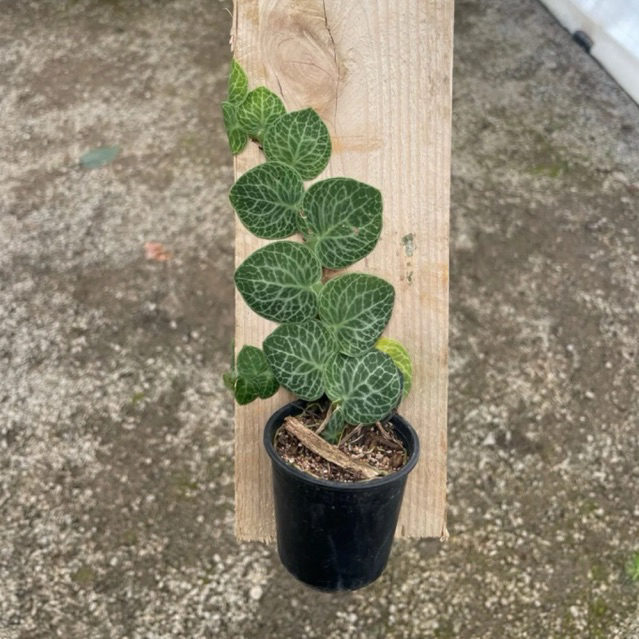 Tanaman Merambat Rhaphidophora Cryptantha - 4-5 Leaf