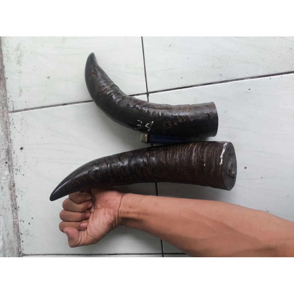 tanduk kerbau padat 35-36