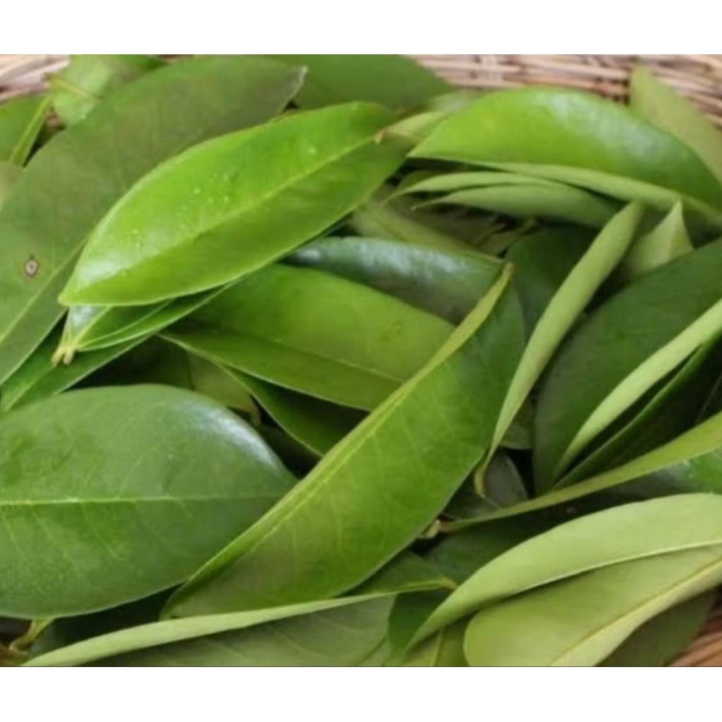 

100 lembar daun sirsak segar