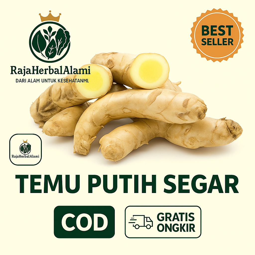 

Temu Putih Segar – Herbal Alami untuk Ramuan Tradisional & Kesehatan Tubuh I COD & GRATIS ONGKIR