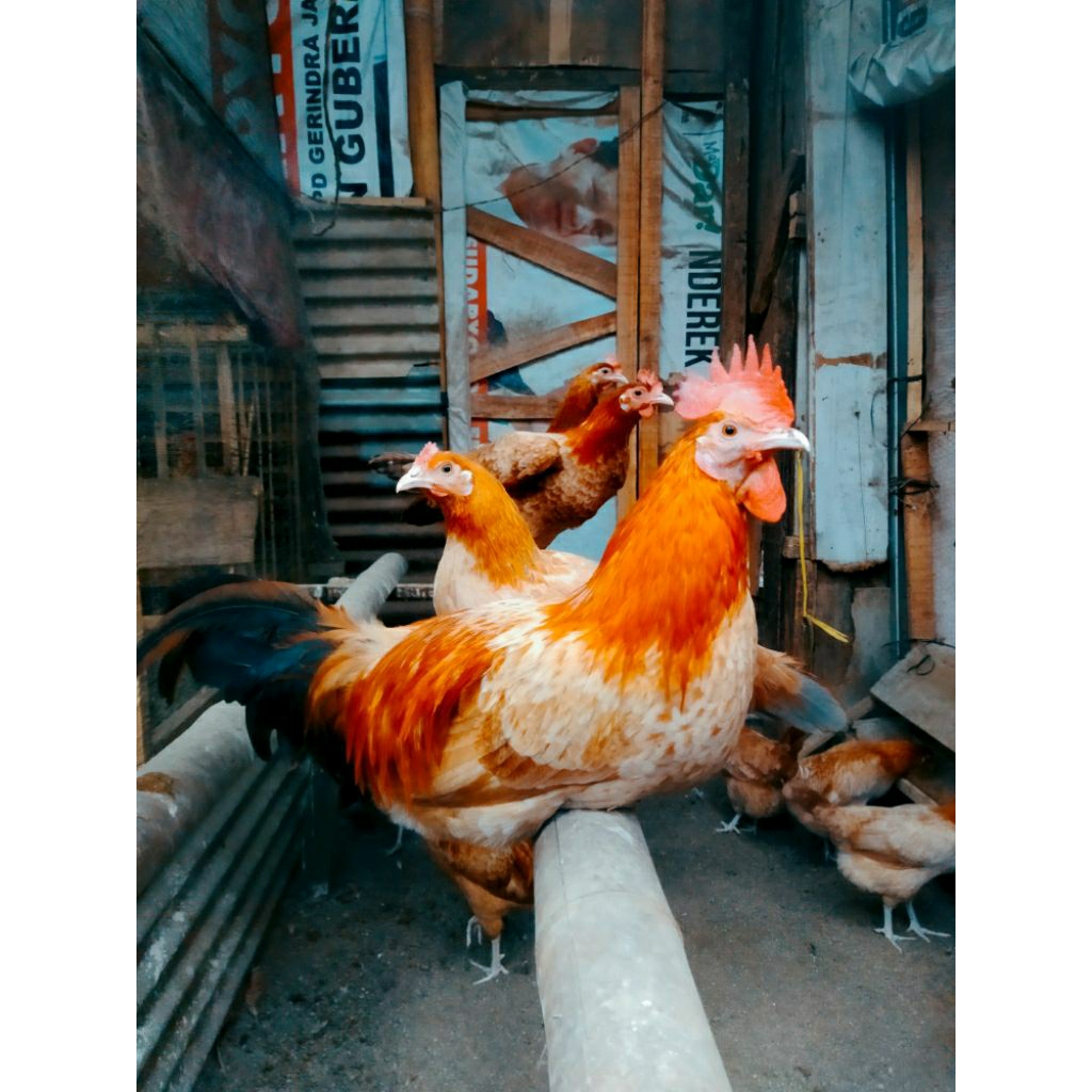 

paket telur ayam kampung elba 10 butir