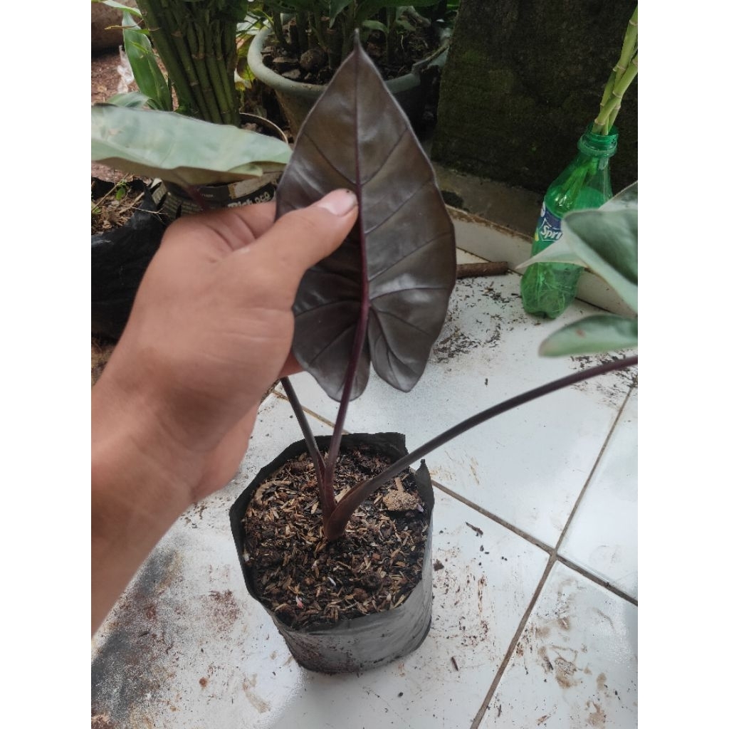 Promo COD Tanaman hias sente hitam - sente batang dan daun hitam - pohon sente hitam - pohon sente