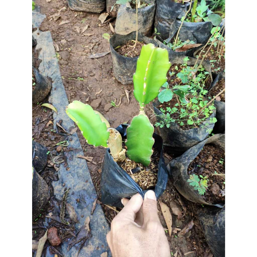 Bibit Pohon Buah Naga Merah / buah naga merah