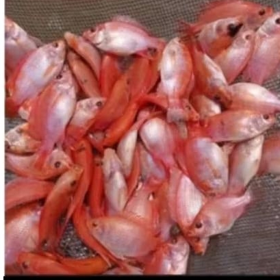 pakan nila freeNILA MERAH bangkok indukan jumbo.size 8-9.hanya pngriman PONOROGO dan skitarnyae