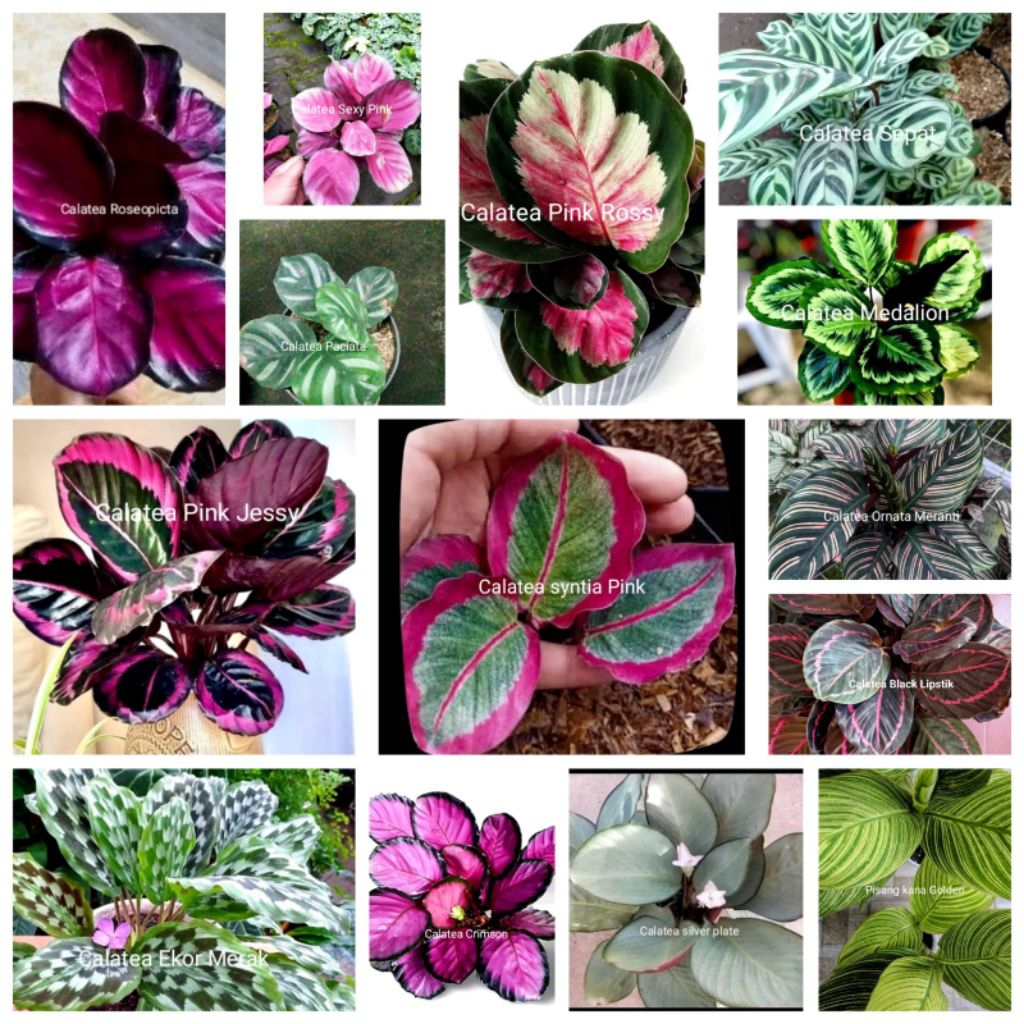 Bunga Calatea macam-macam calatea