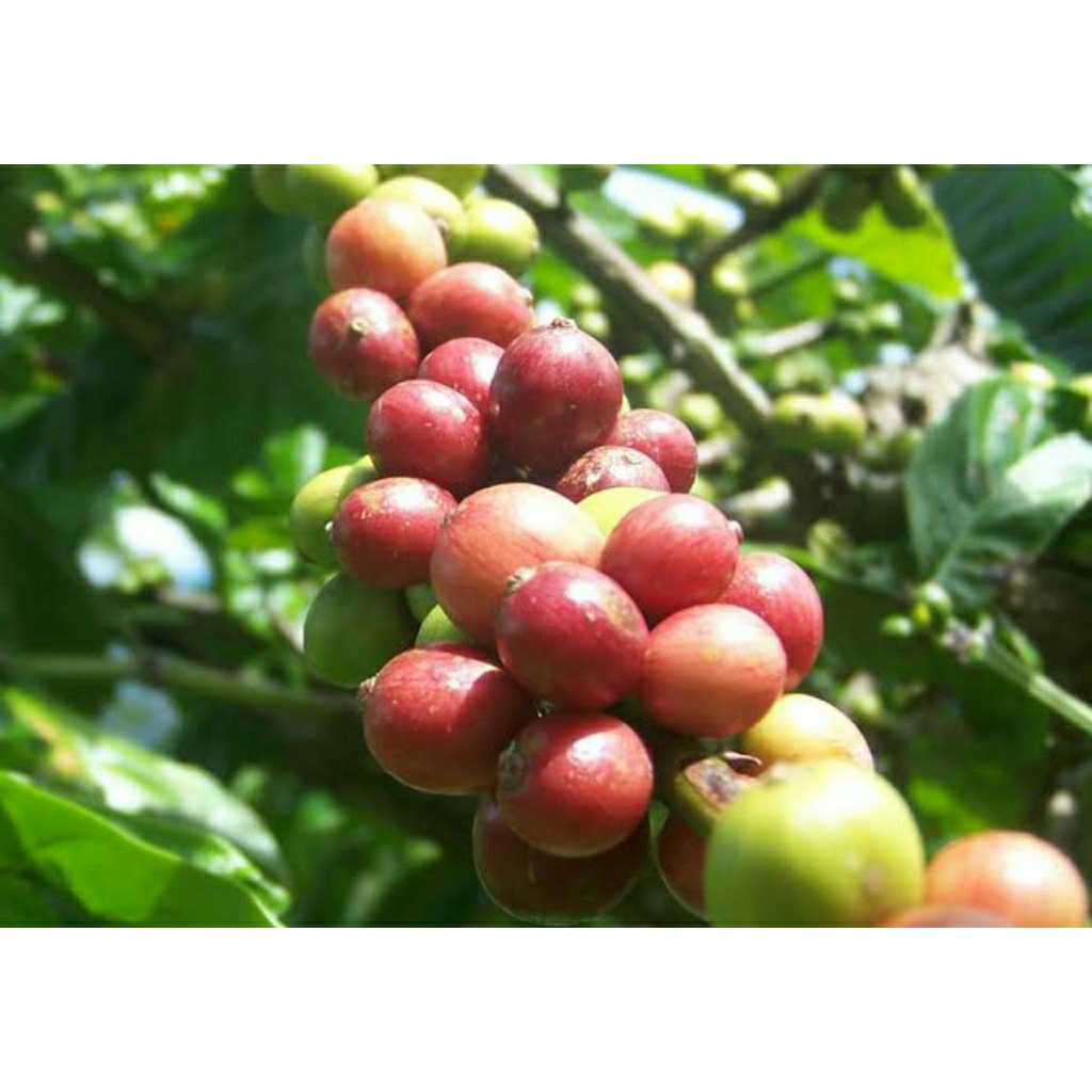 

biji kopi
