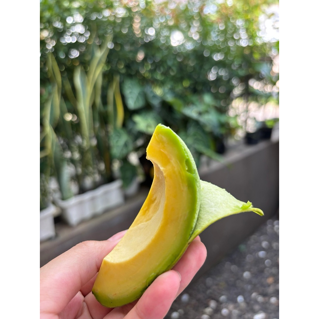

Alpukat Mentega 1kg 3-5