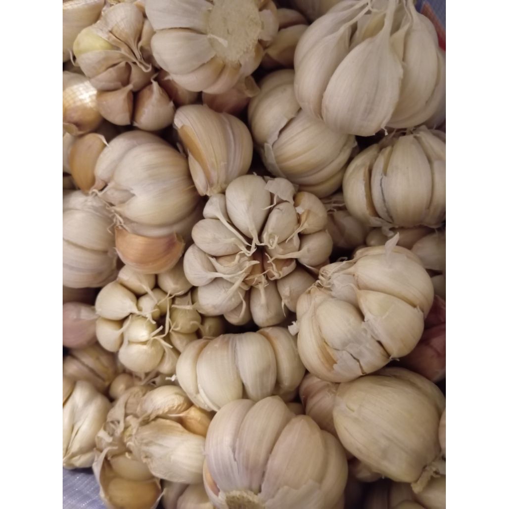 

Bawang putih Sinco bersih