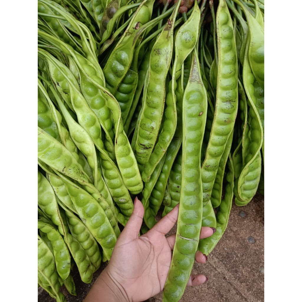 

pete gobang 10 papan