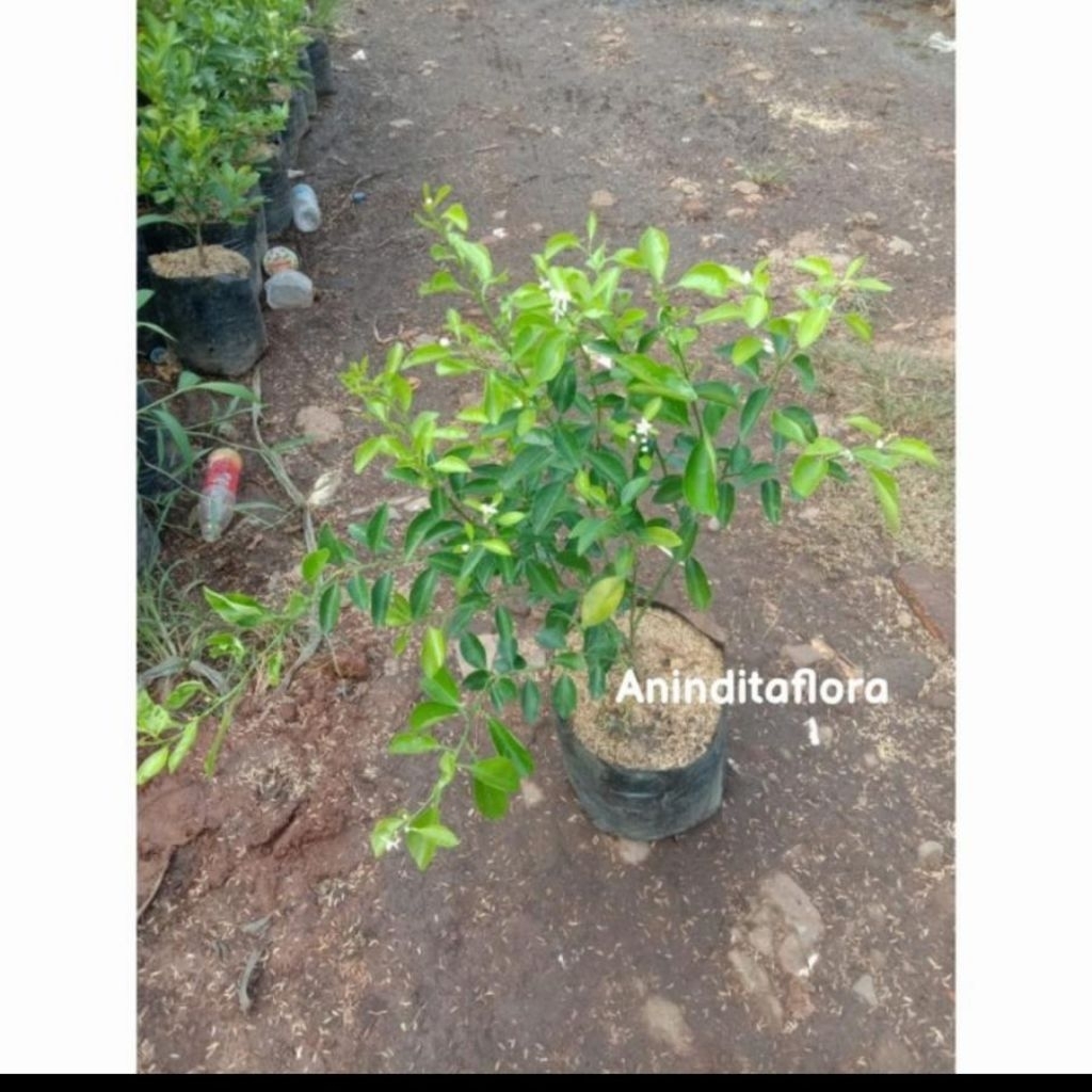 tanaman hias jeruk limau/pohon jeruk limau