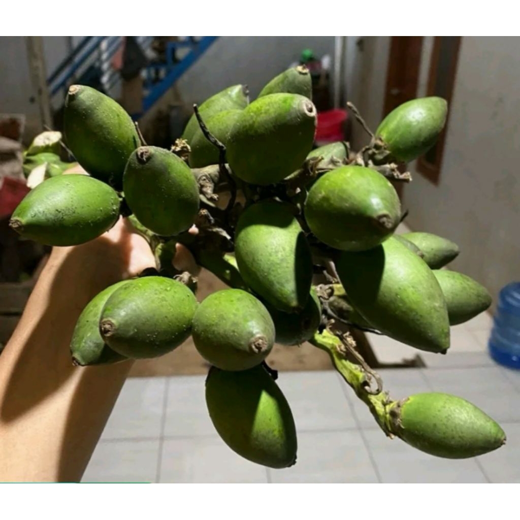 

Ready buah pinang muda 500g murah