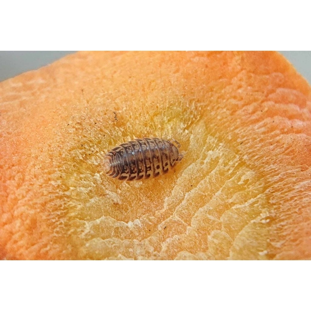 Mainan isopoda Agabiformius lentus