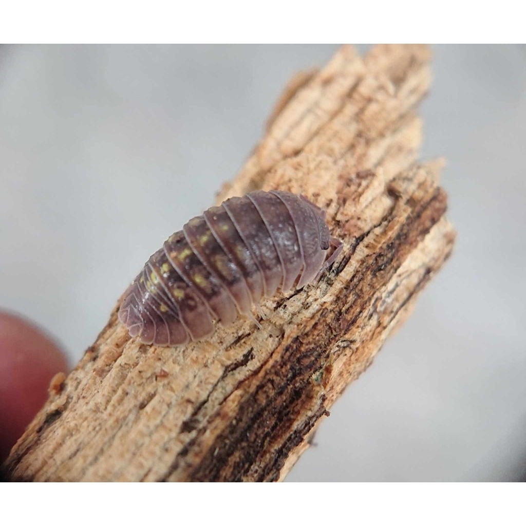 Mainan Isopoda Armadillidium granulatum