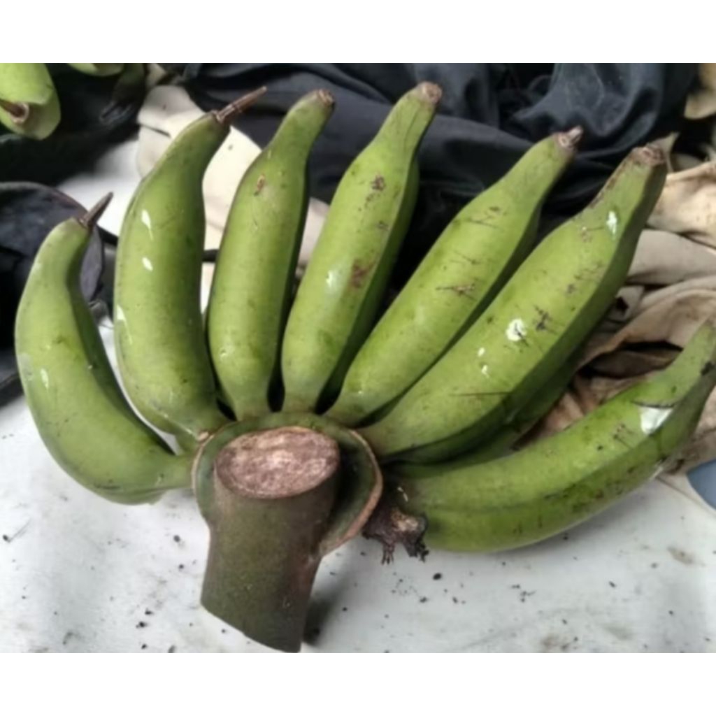 

BUAH PISANG REJANG TUA 1 Kg,. #PISANG REGANG #PISANG TELUNJUK #PISANG PALE