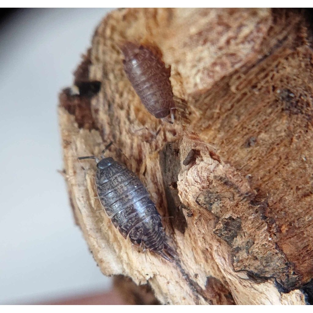 Mainan Isopoda Philosciidae