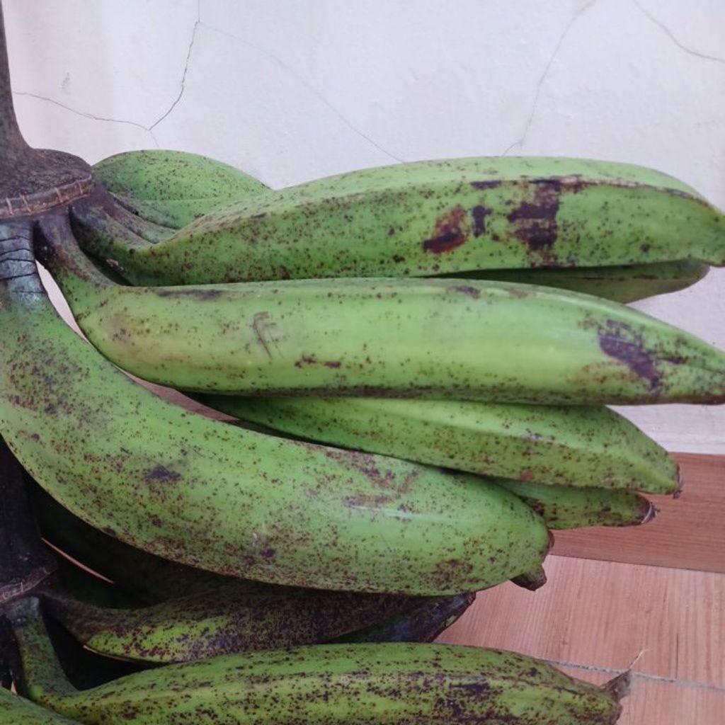 

Pisang galek/ tanduk/ kapas/ Pisang jumbo /Satuan atau pesisir