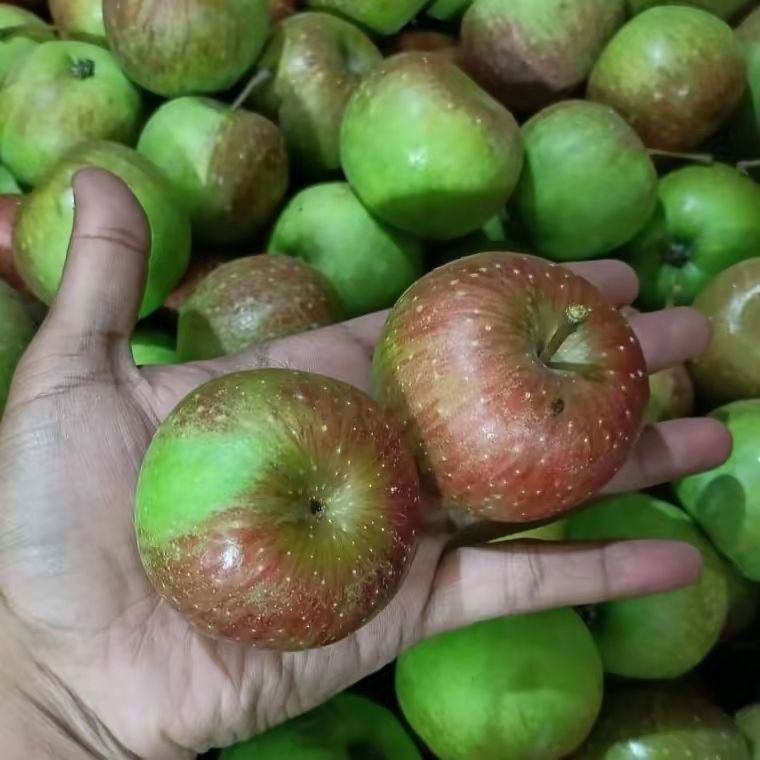 

Apel Rome Beauty Lokal Kota Batu B (Sedang) 1 Kg Berisi 12-15 Biji