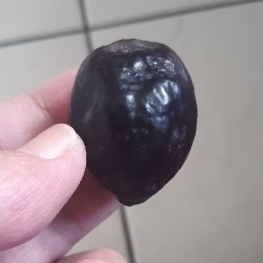 Kemiri Adu Muncang Adu Jayanti Jawa Matang