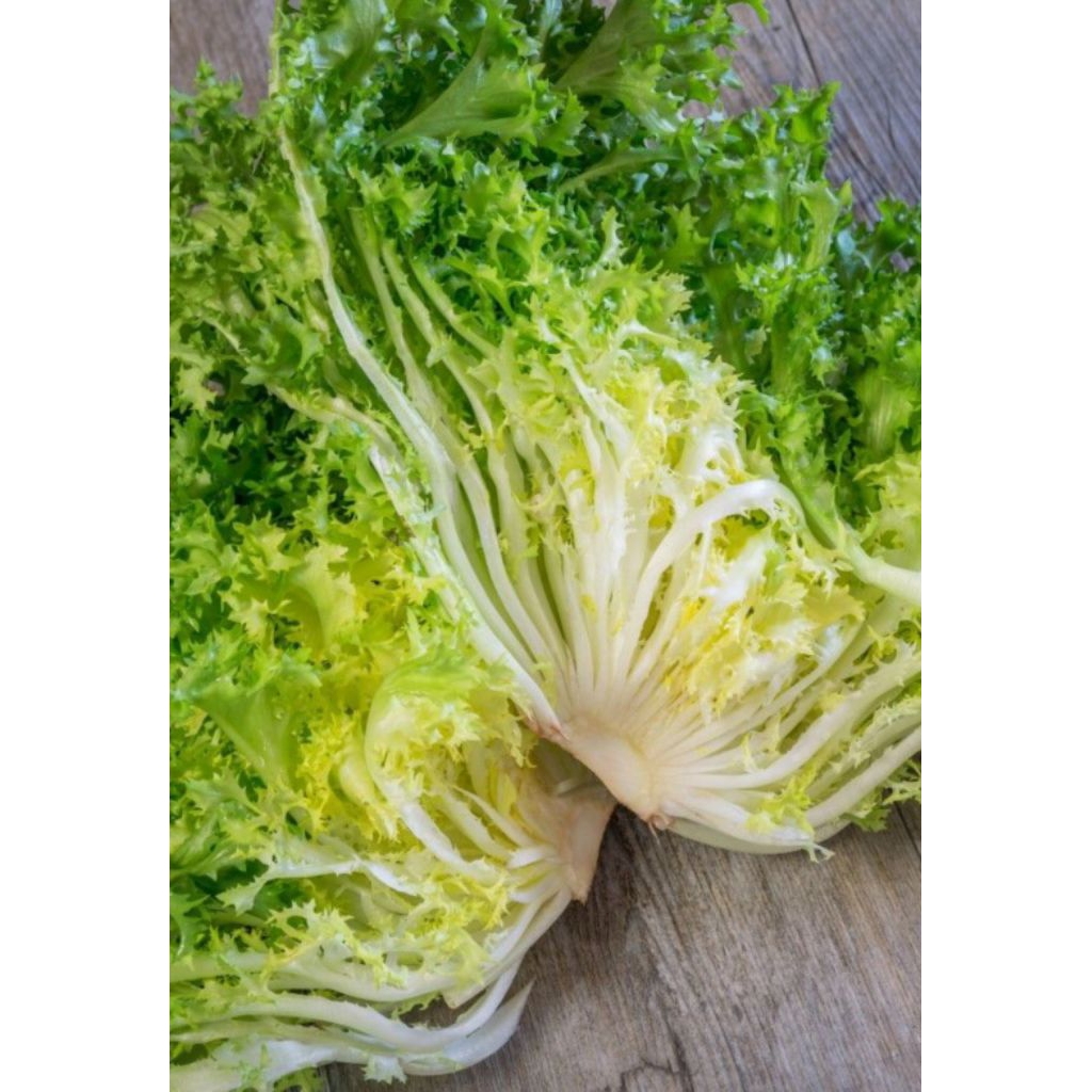 15 Biji Benih Sayur Endive