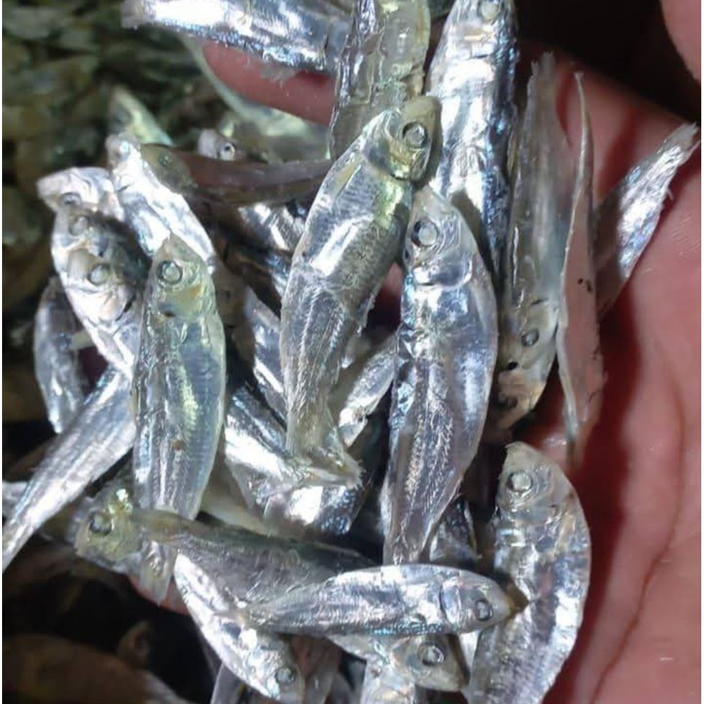 

Ikan Tanjan Ninis Size 3-5 cm 500 Gram ( 1/2 Kilogram )