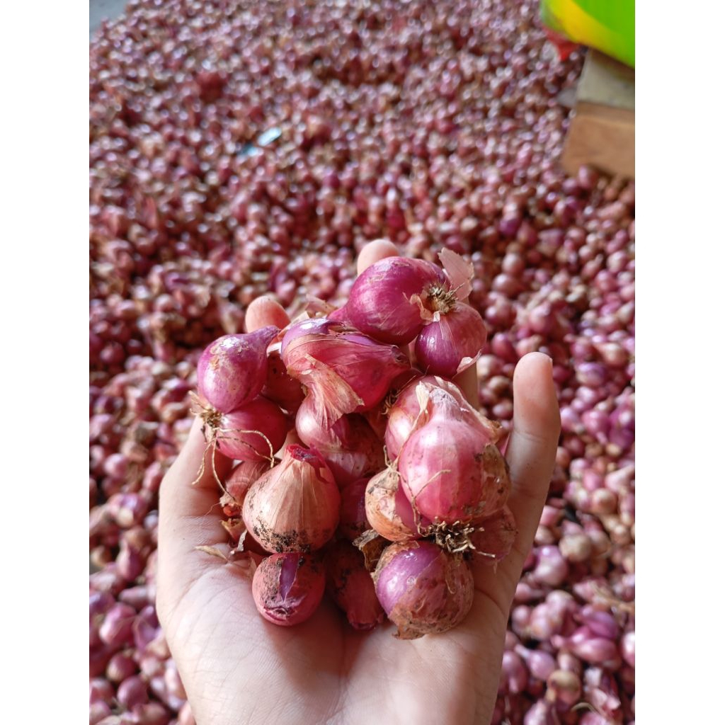 

Bawang Merah langsung dari Petani