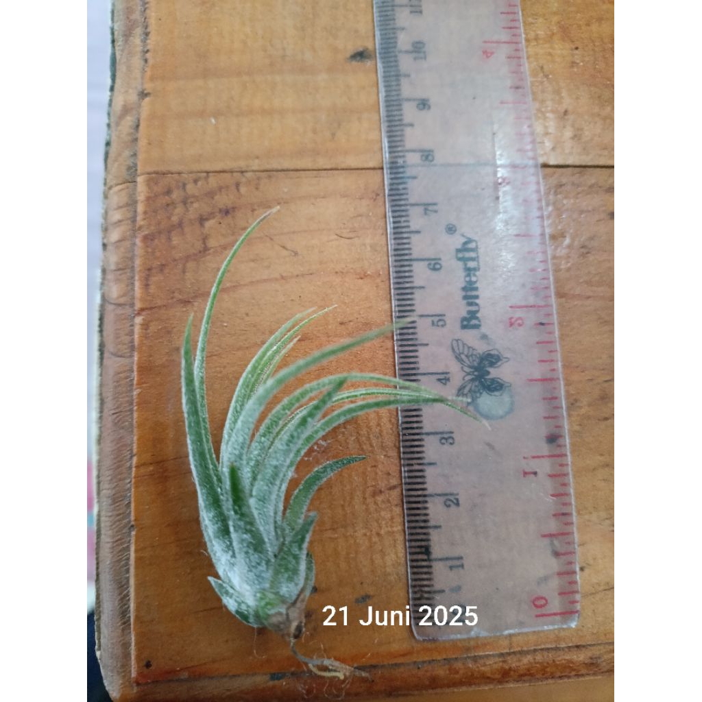 Tillandsia Shrimp Cocktails