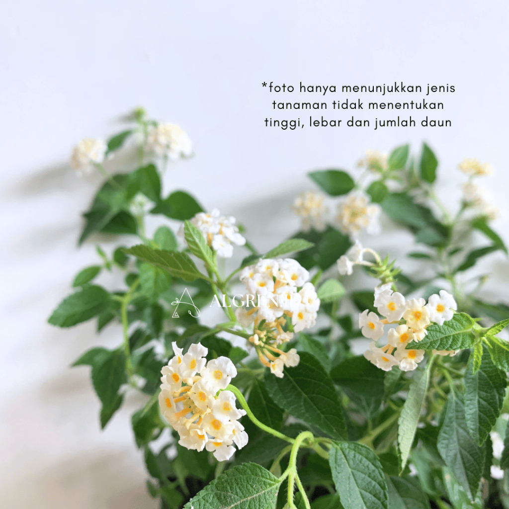 Lantana (Polybag) | Lantana camara |Tanaman Hias Berbunga | Tanaman Hias Lantana Kuning | Tanaman Hi
