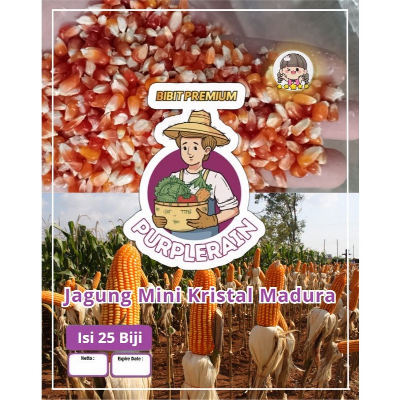 Bibit Premium Jagung Mini Kristal Madura | Biji Benih Jagung Mini Kristal Madura | Jagung