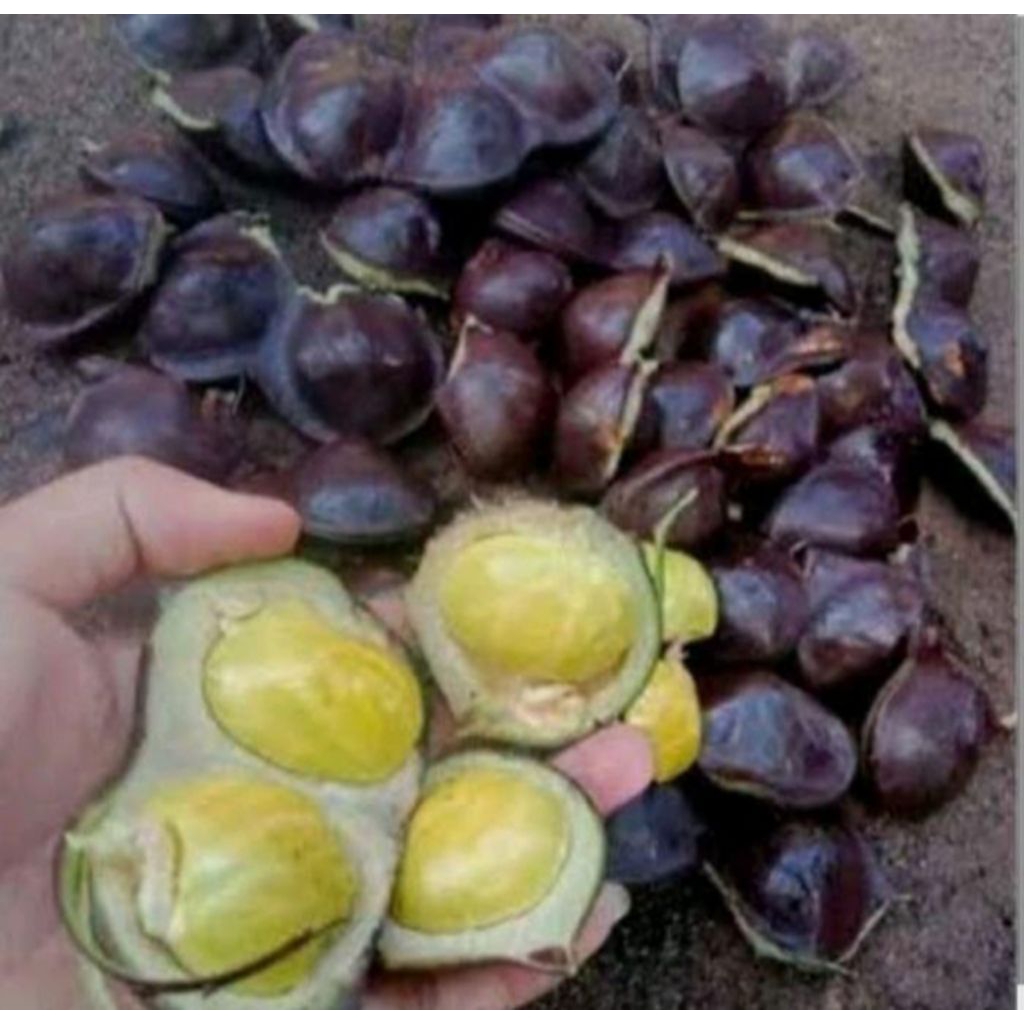 

Jengkol Muda Lalapan Segar 1kg