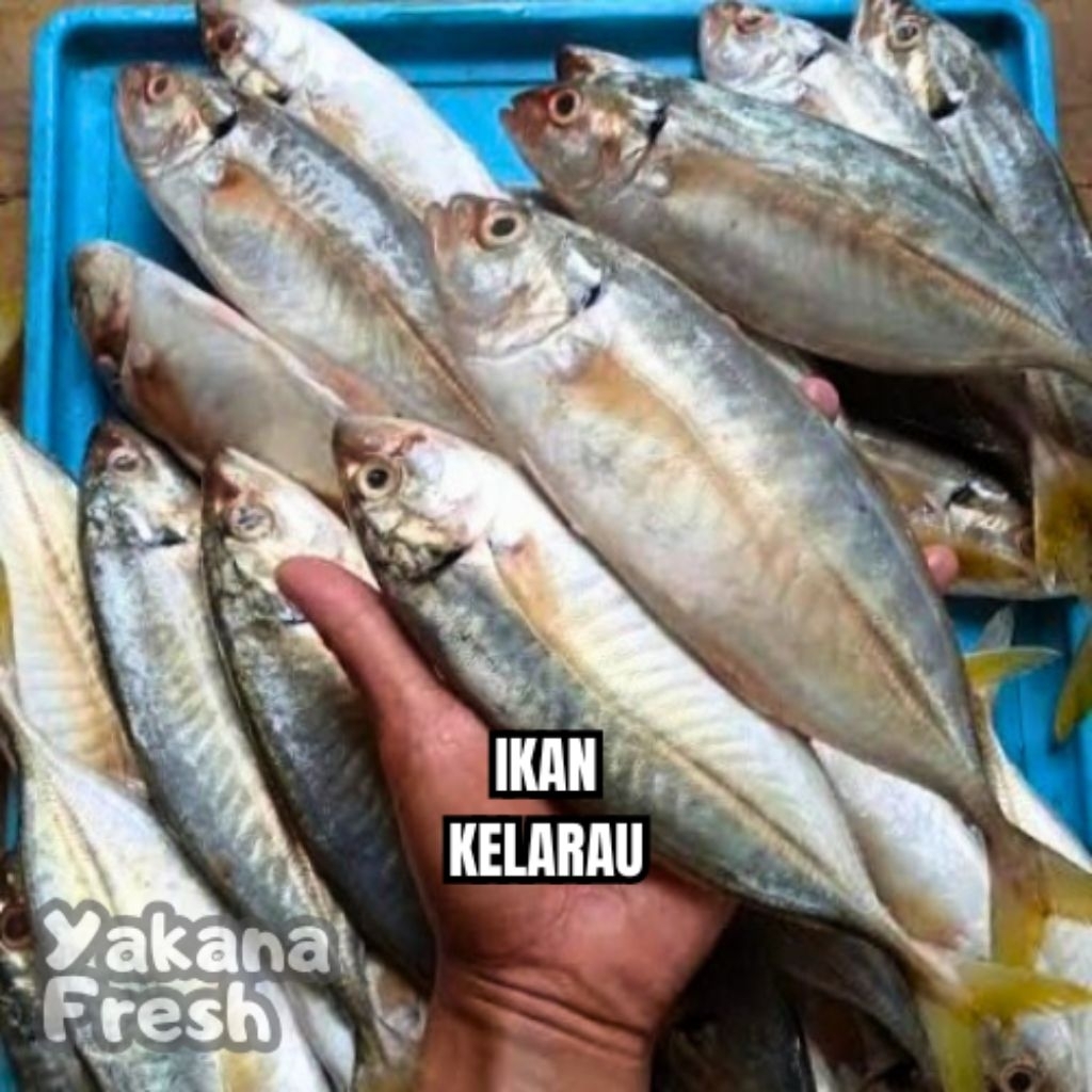 

Ikan Kelarau 500g