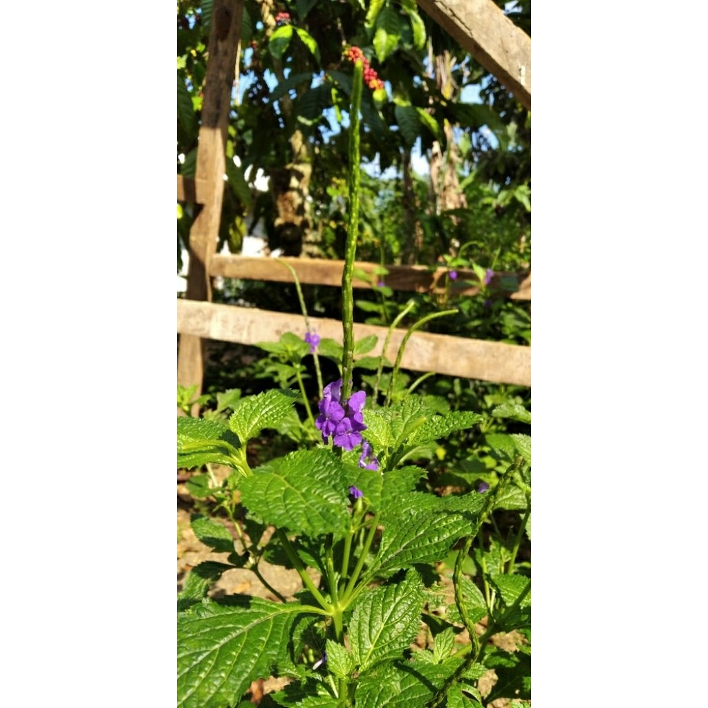

Obat Herbal, Tanaman Herbal, Pecut Kuda, apotek hidup, sangat baik untuk menurunkan kadar gula