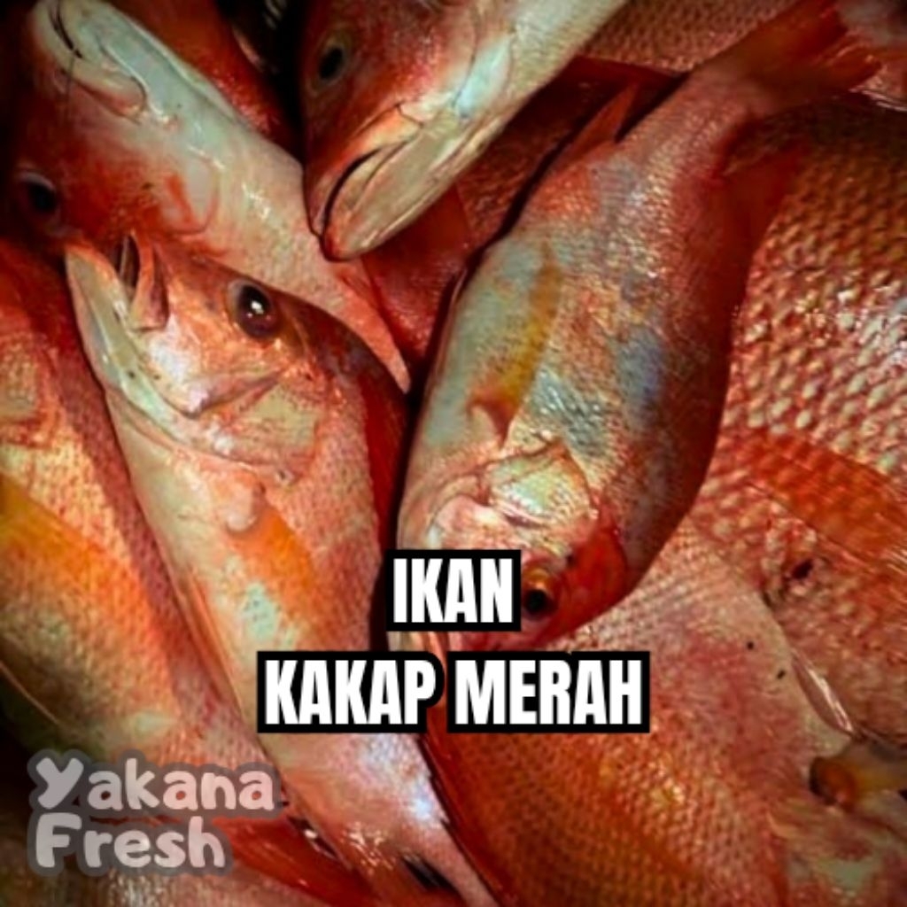 

Ikan Kakap Merah 500g