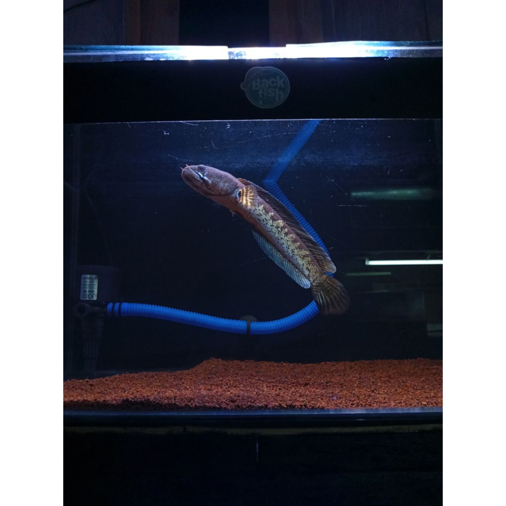 Auranti jumbo Single tank size 20-25cm