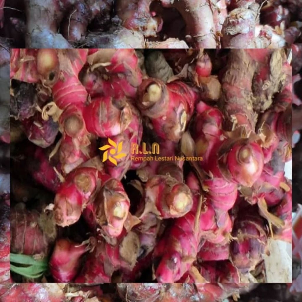 

jahe merah 500 gram