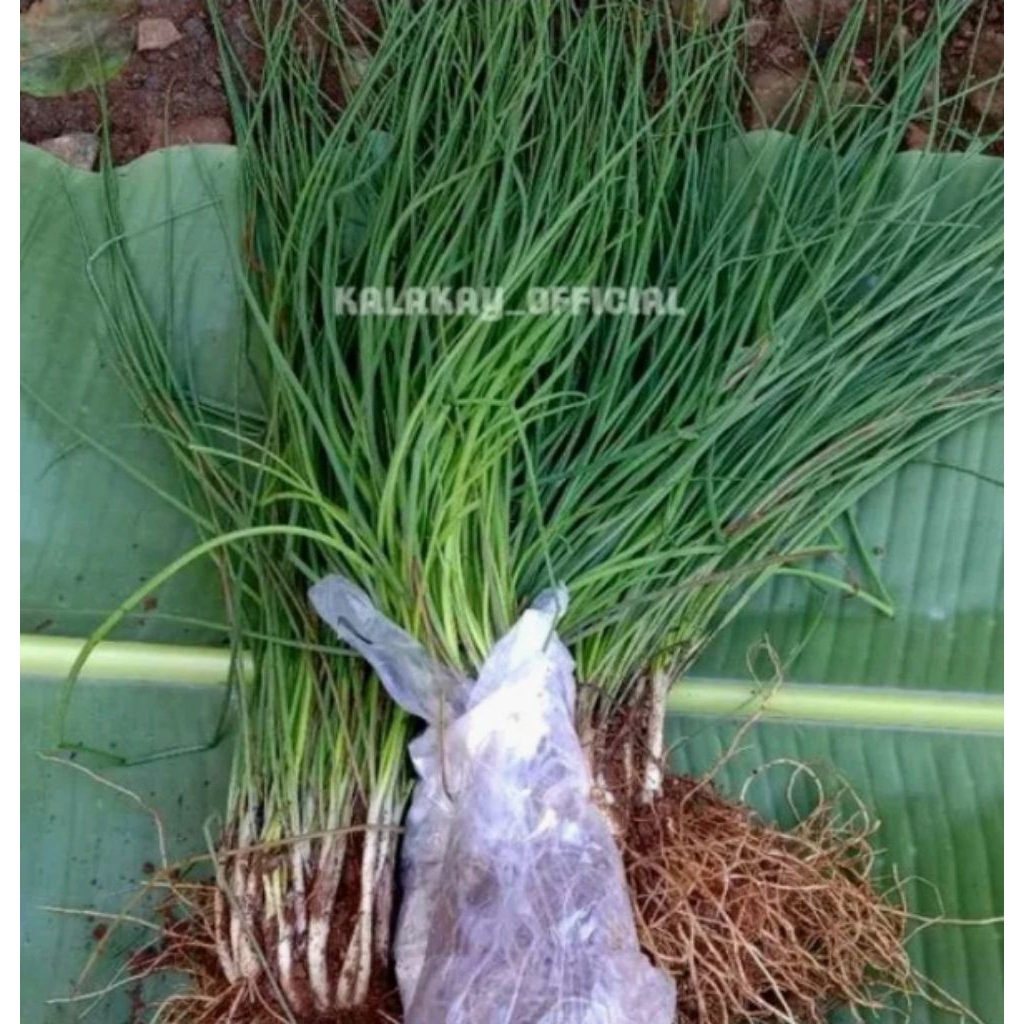 

Kuncai segar pres 200gr bisa untuk bibit