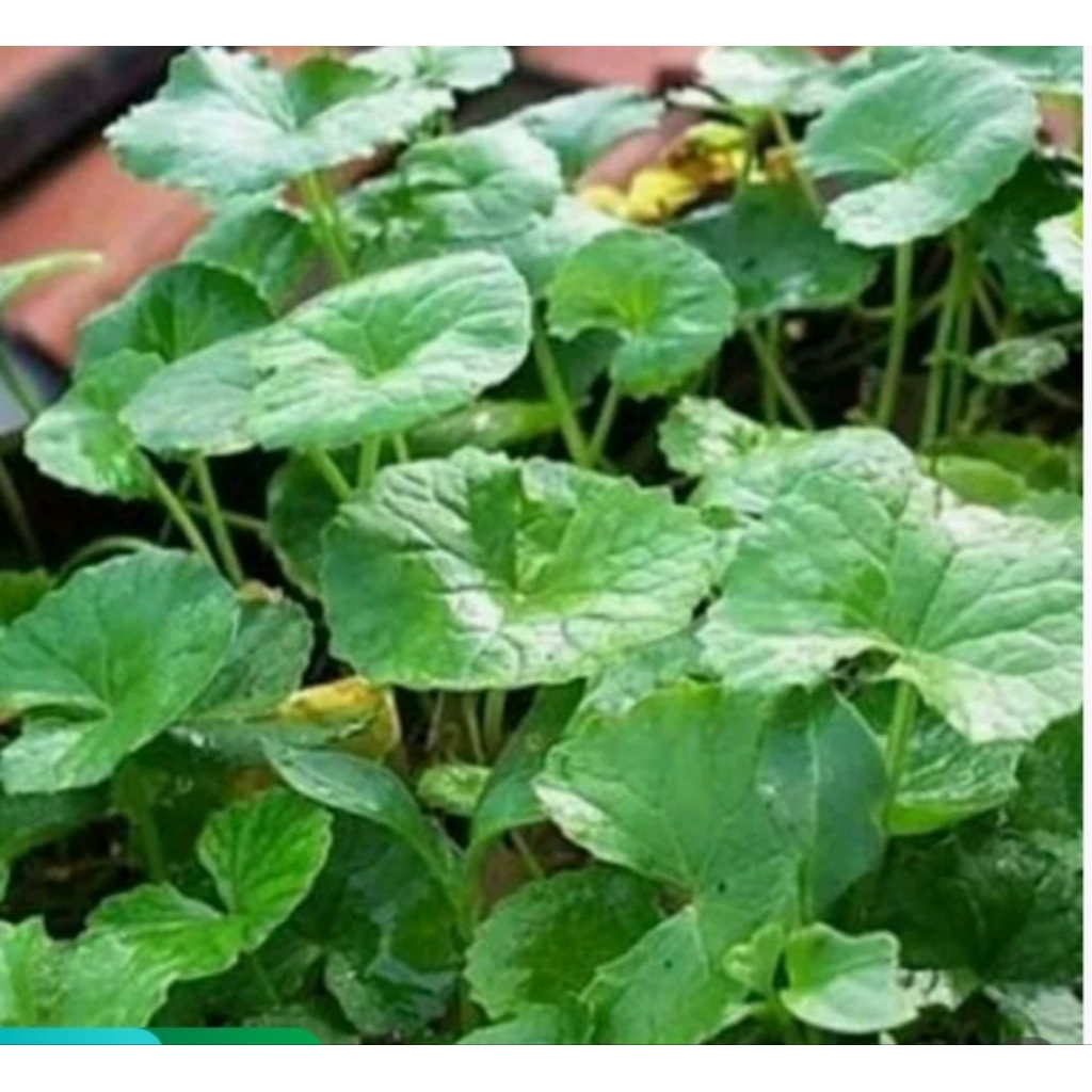 

100gr daun antanan segar