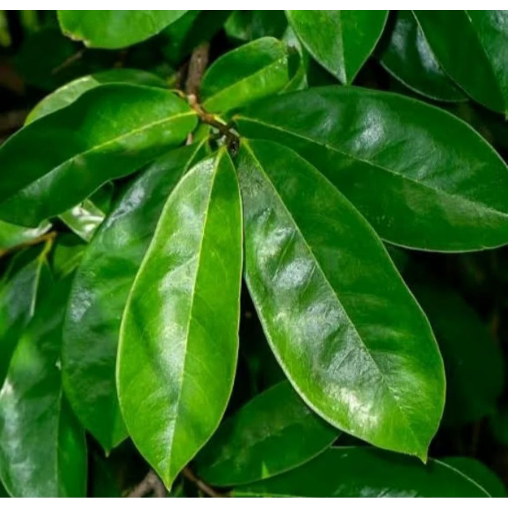 

HERBAL DAUN SIRSAK SEGAR 20 LEMBAR DI PETIK SETELAH DI ORDER!!!