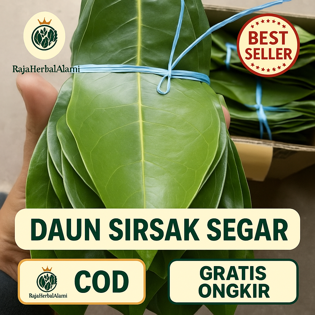 

Daun Sirsak Segar 50 Lembar – Herbal Alami Siap Pakai I COD & GRATIS ONGKIR