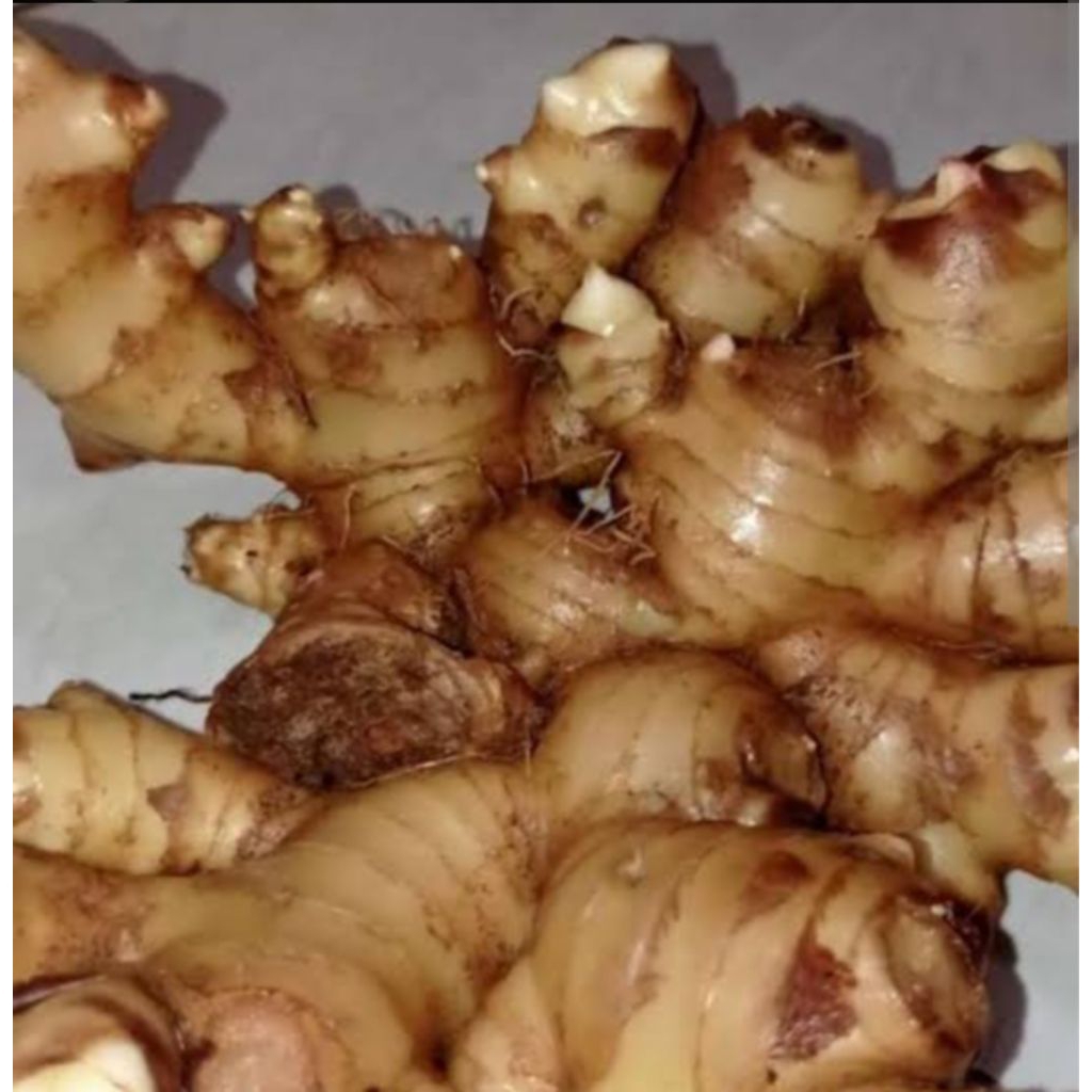 

jual jahe gajah 500 grm