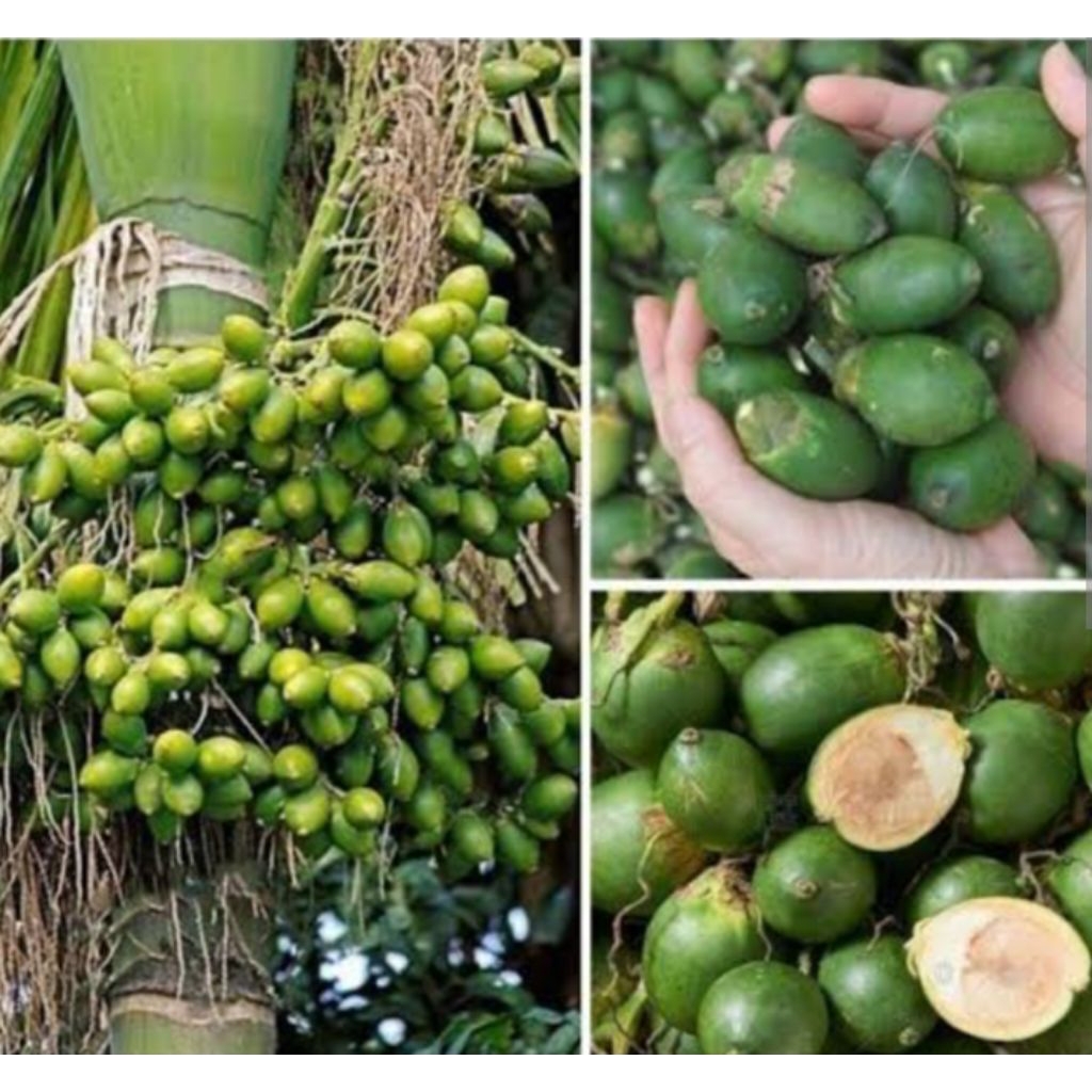 

1kg pinang muda segar