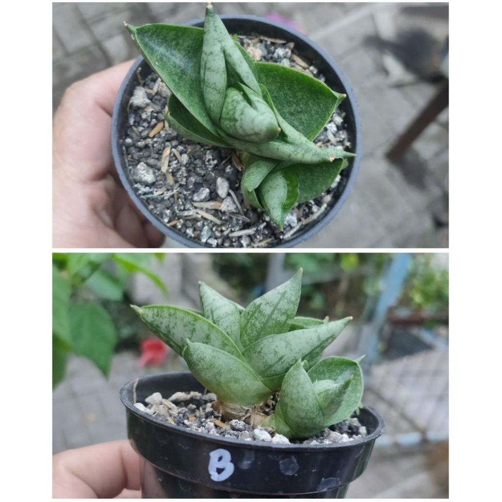 sansevieria boncel new clone