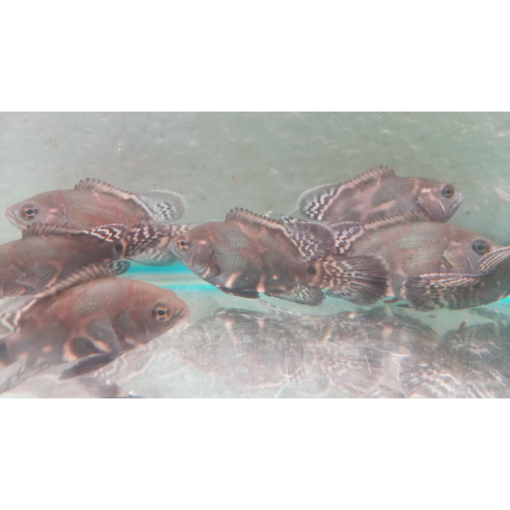 OSCAR TIGER SLAYER SIZE 5-6 CM TANKMATE PREDATOR