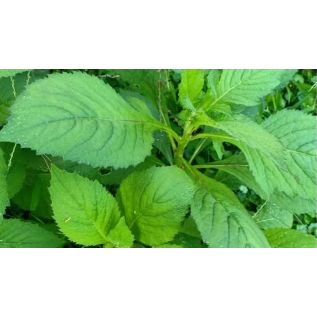 

DAUN SINTRONG SEGAR 500GR