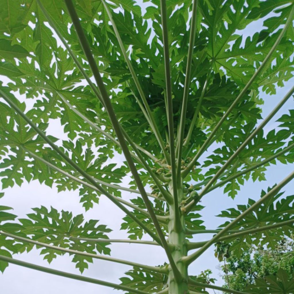 

Daun pepaya segar fres 1kg