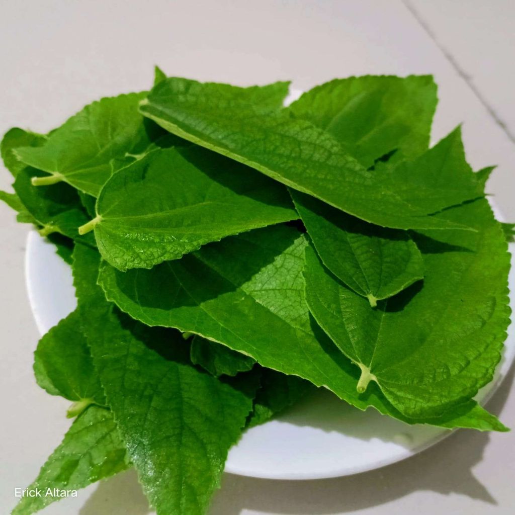 Terbaik daun kersen herbal alami segar DAUN KERSEN