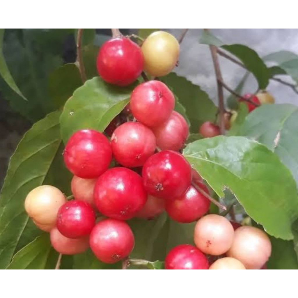 

Buah lobi Lobi/Tome tome per kg